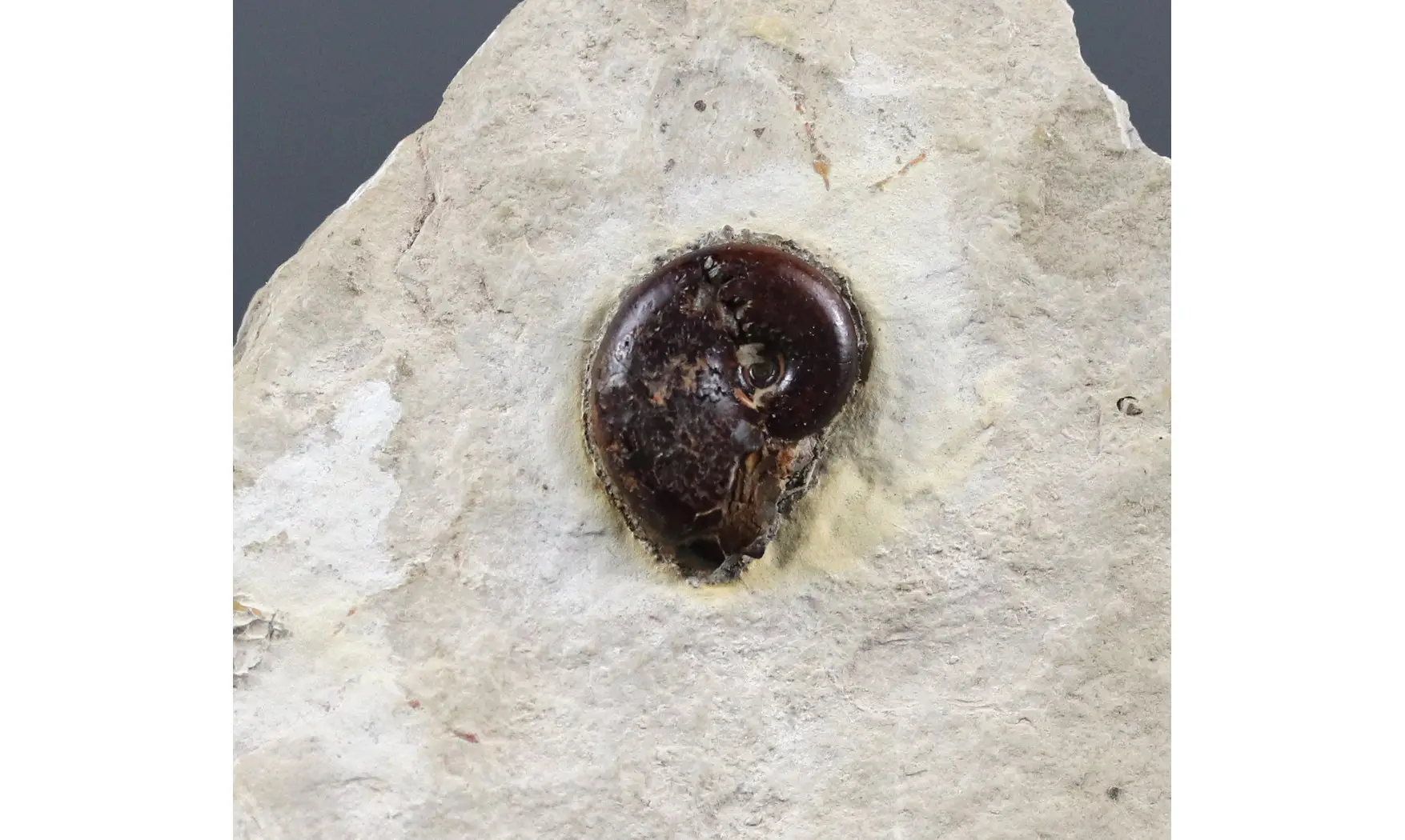 Bochianites neocomiensis