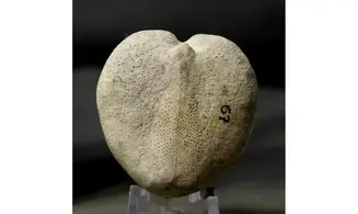 Micraster coranguinum