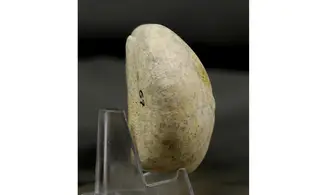 Micraster coranguinum