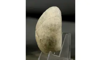 Micraster coranguinum