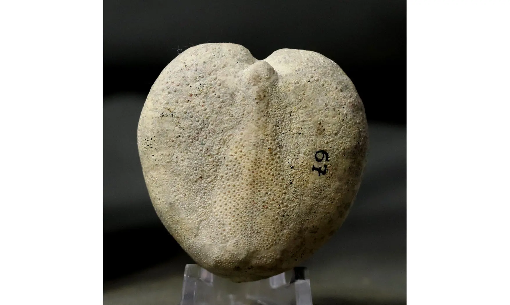 Micraster coranguinum