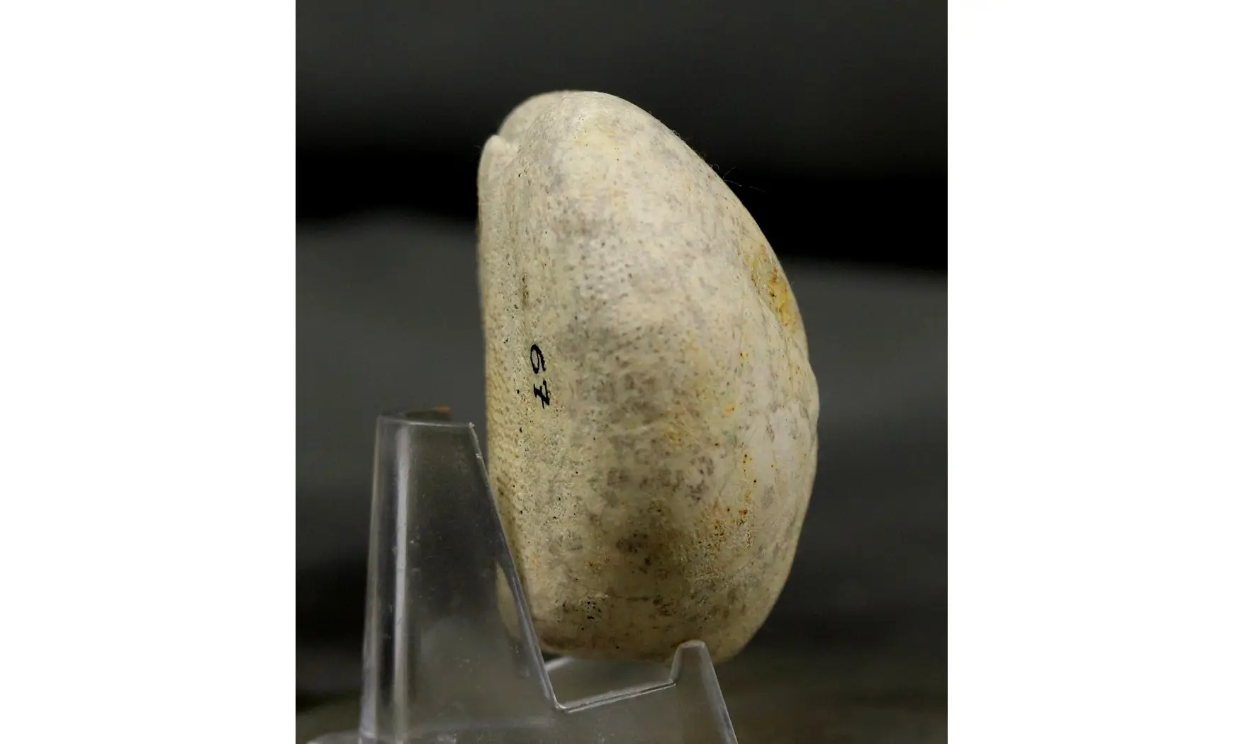 Micraster coranguinum