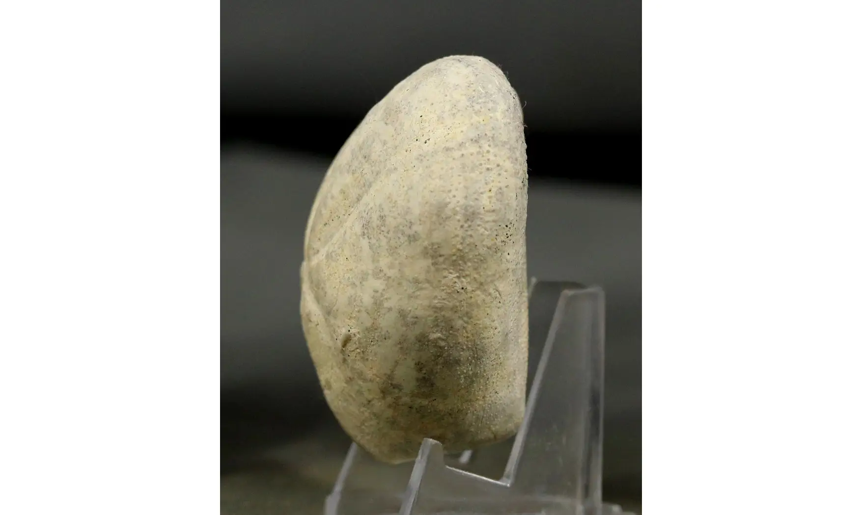 Micraster coranguinum