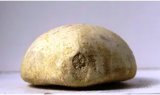 Holaster carinatus