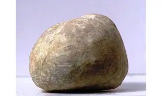 Leymeriaster similis