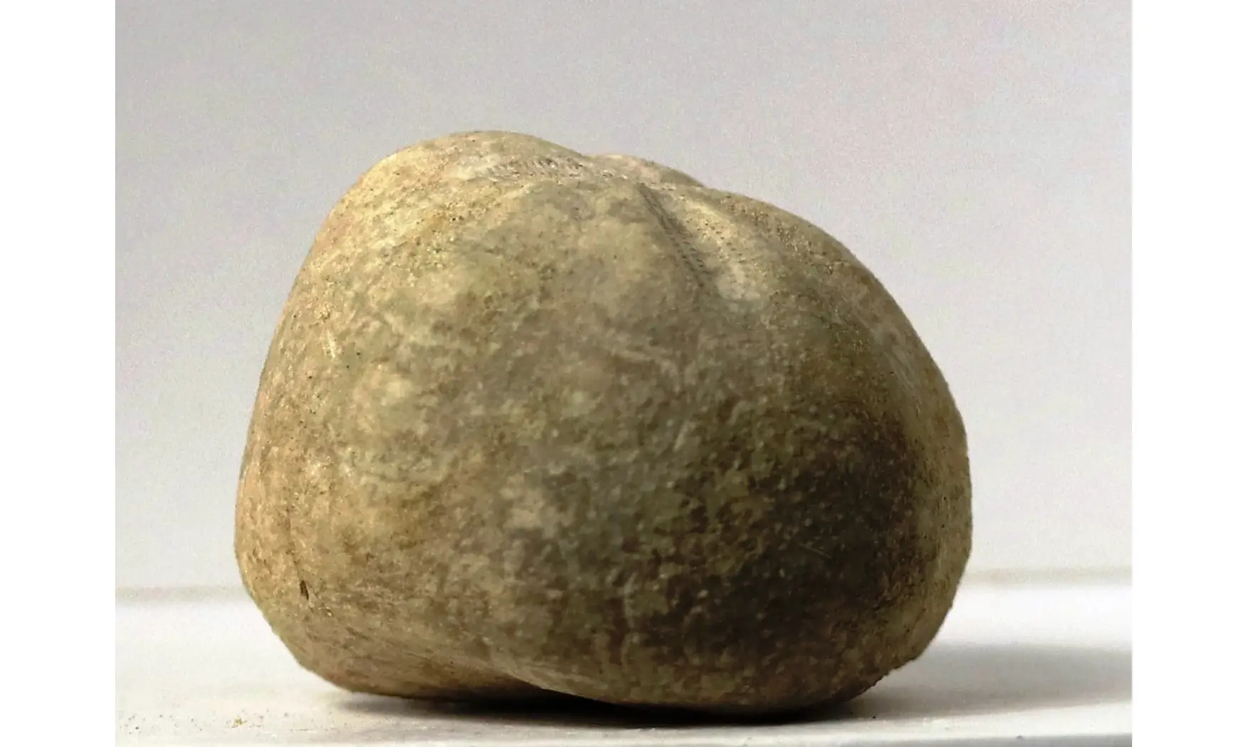 Leymeriaster similis