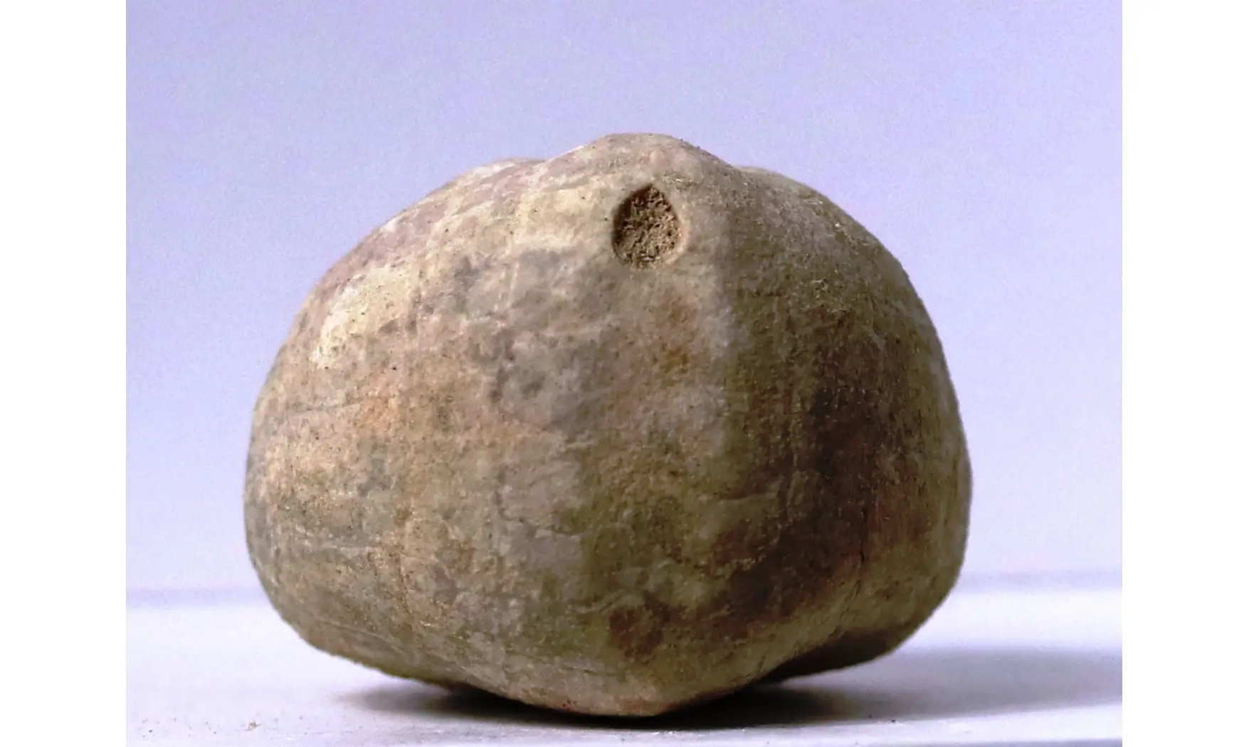 Leymeriaster similis