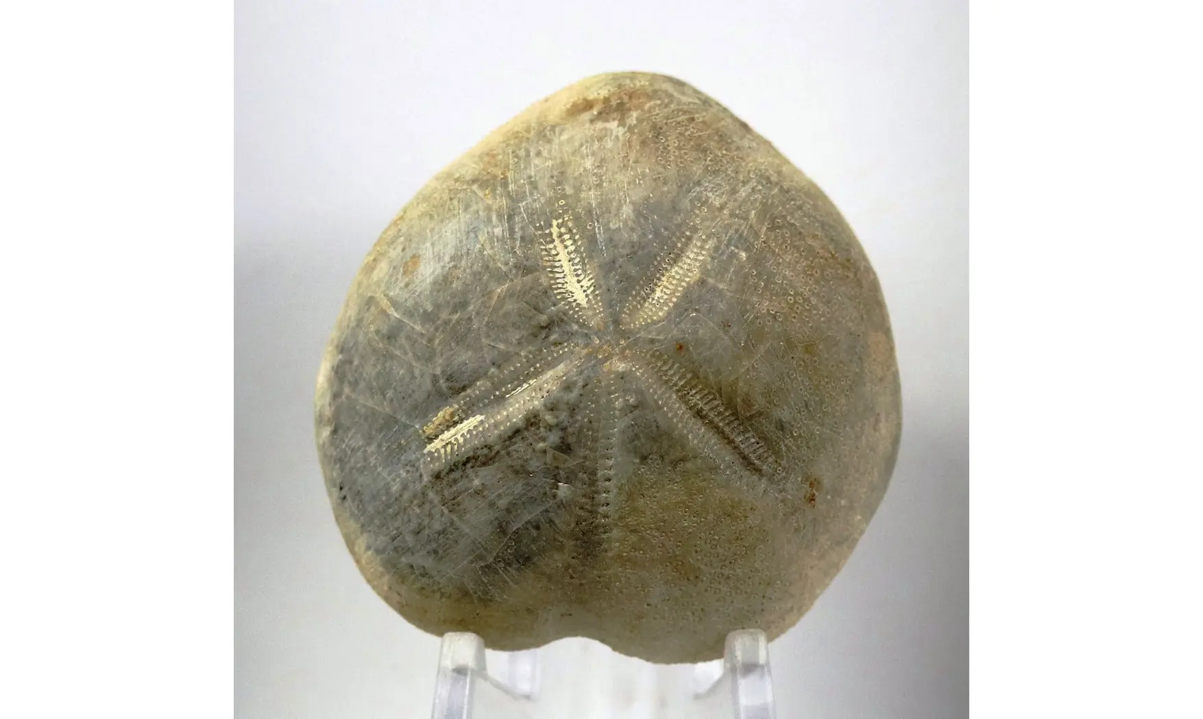 Micraster decipiens