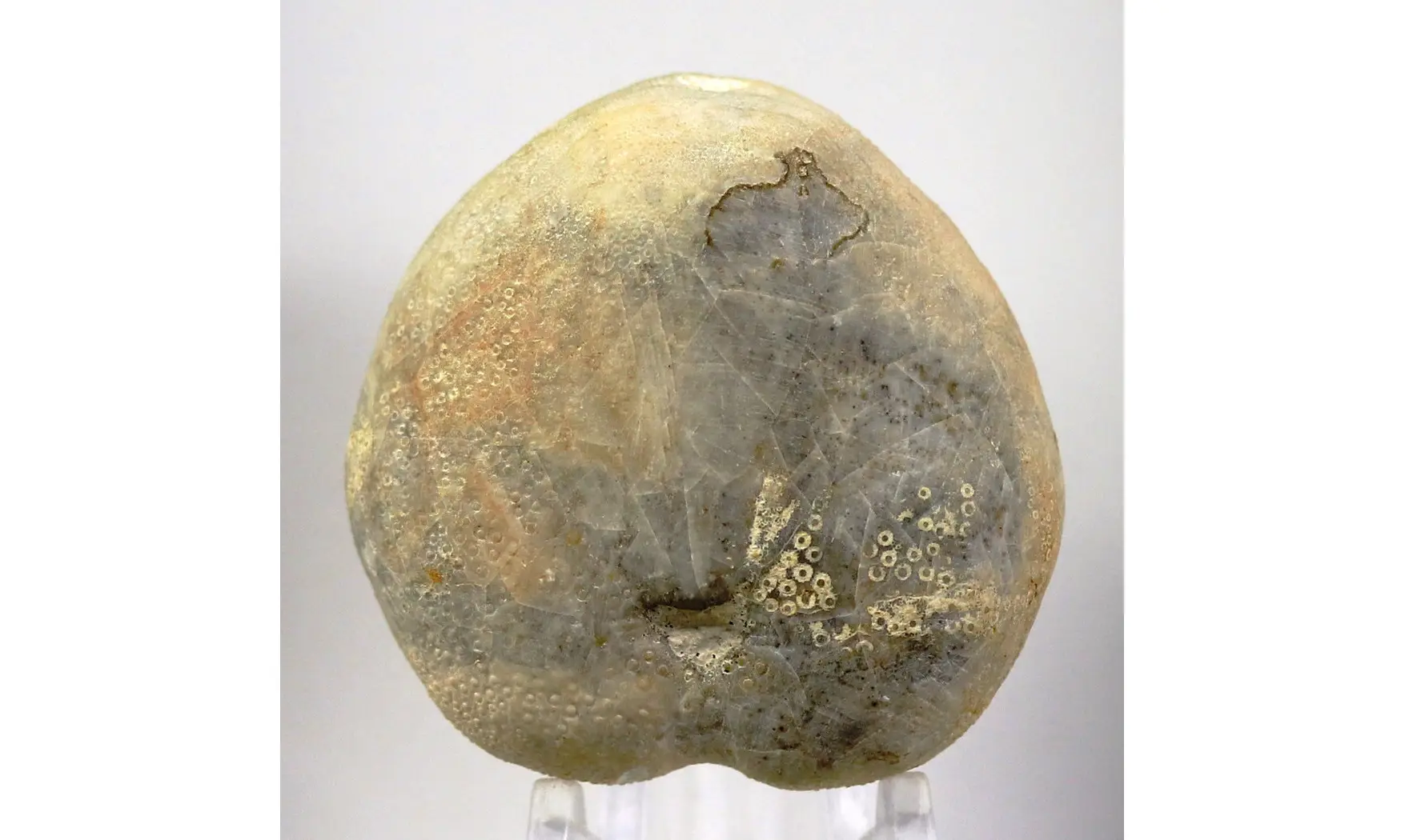 Micraster decipiens