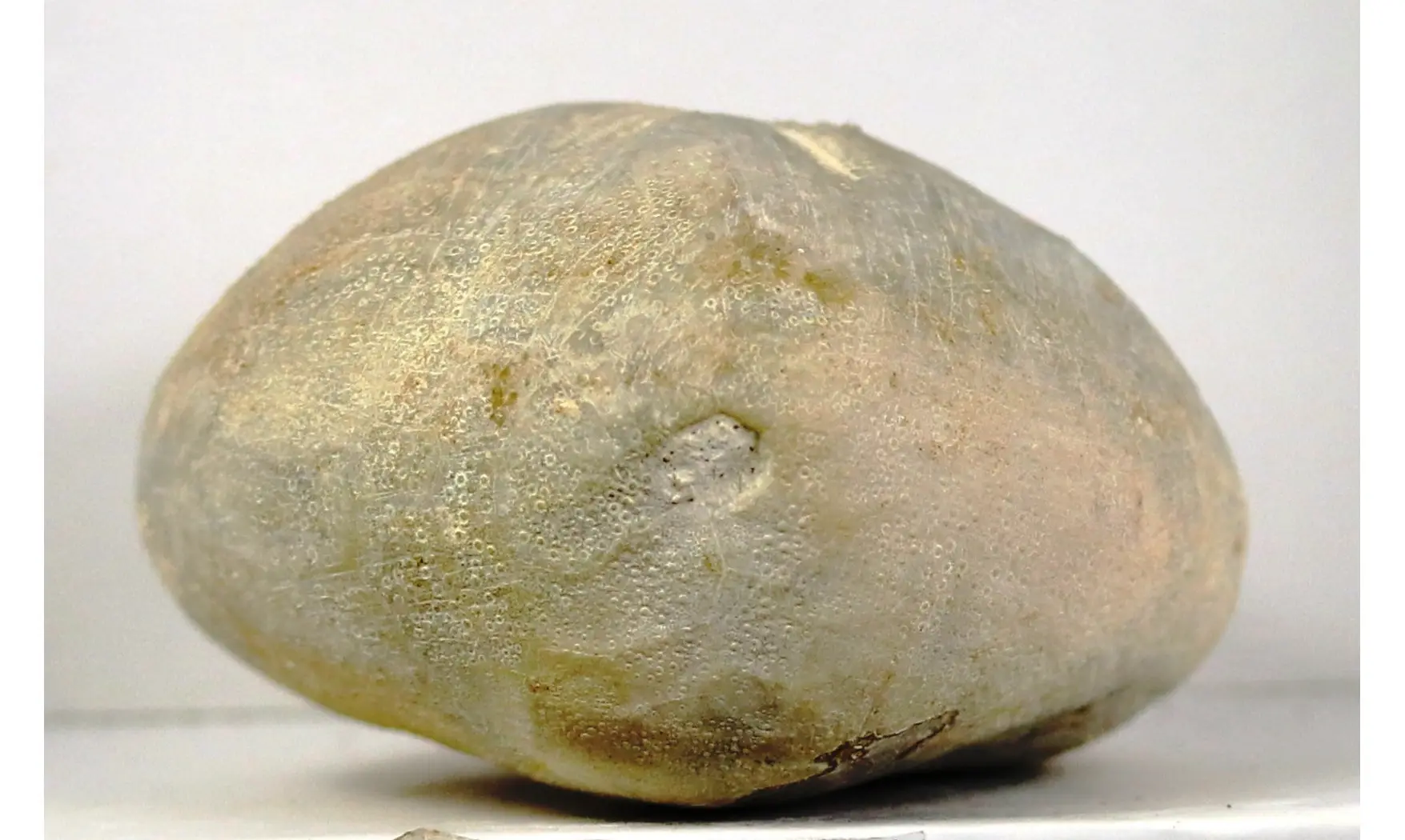 Micraster decipiens