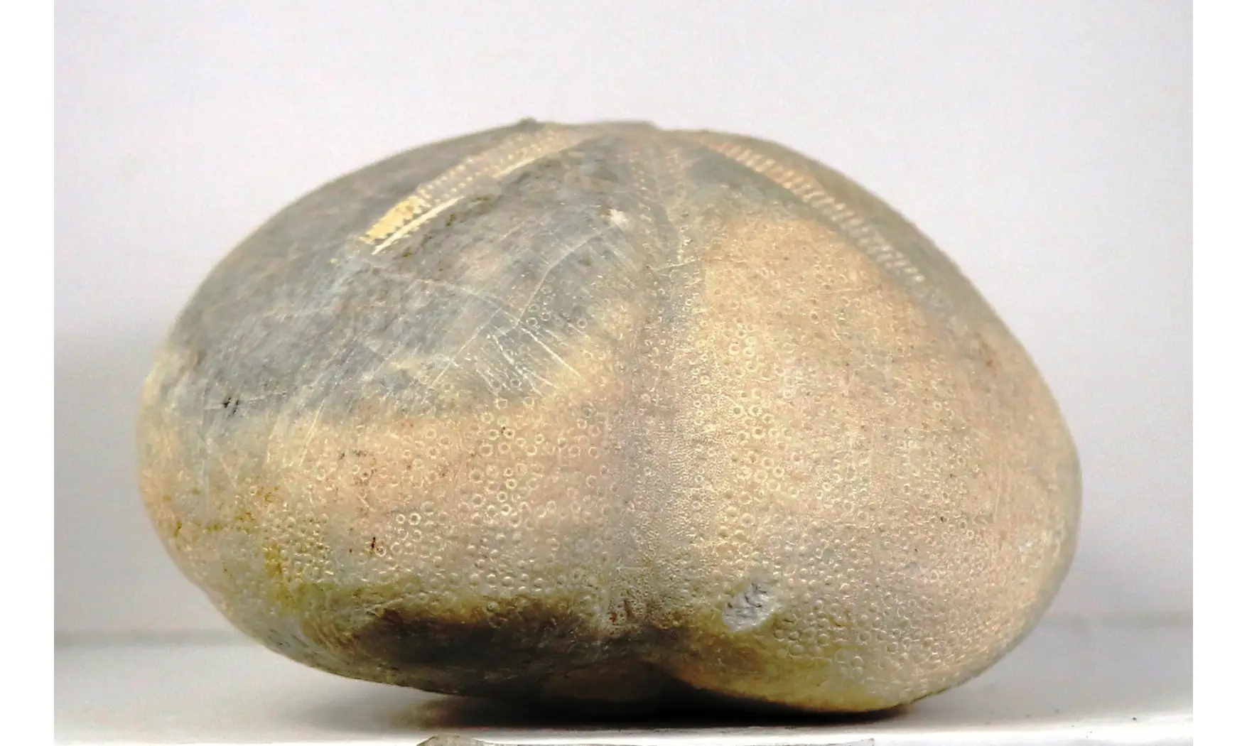 Micraster decipiens