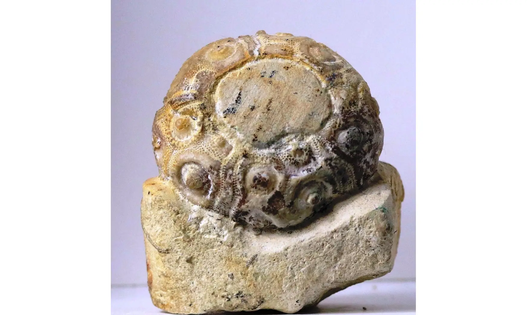 Cidaris subvesiculosa