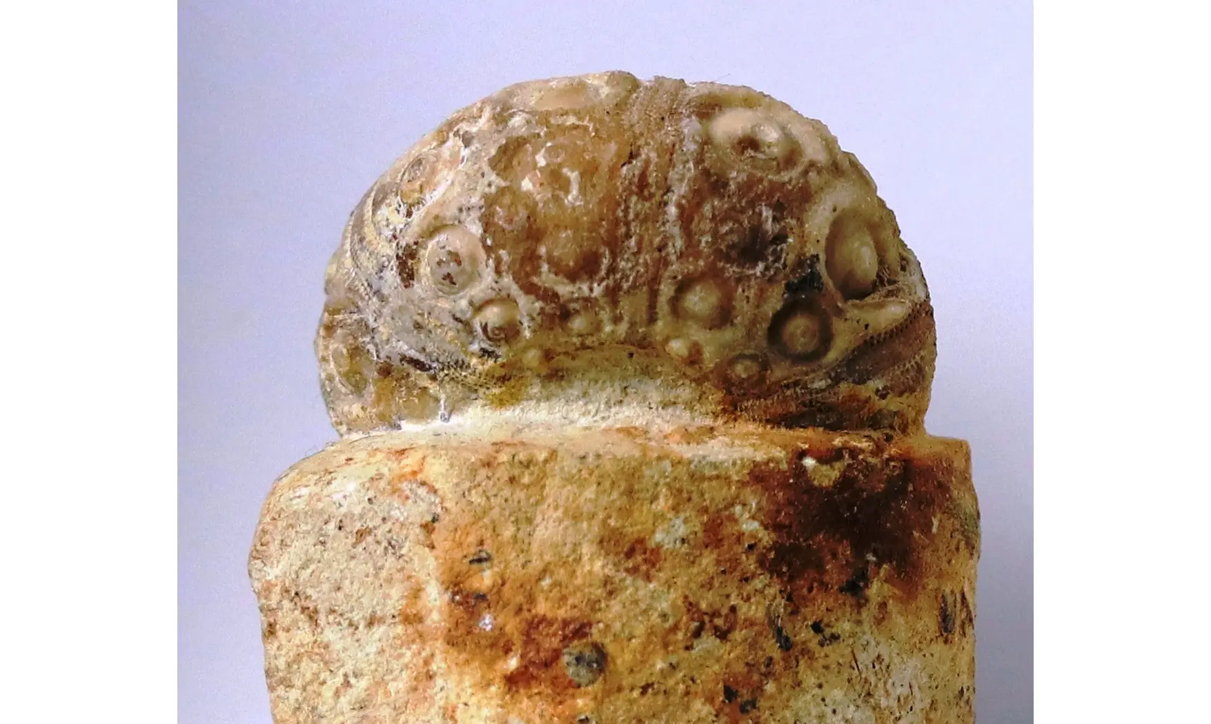 Cidaris subvesiculosa