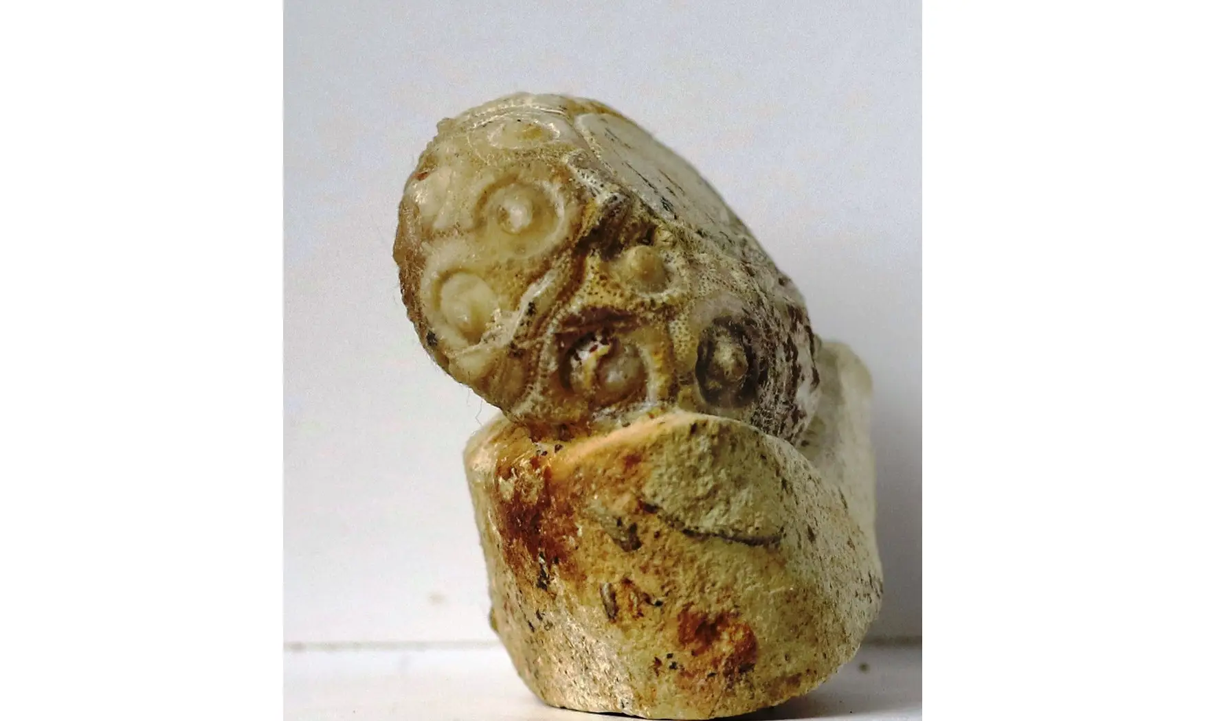 Cidaris subvesiculosa
