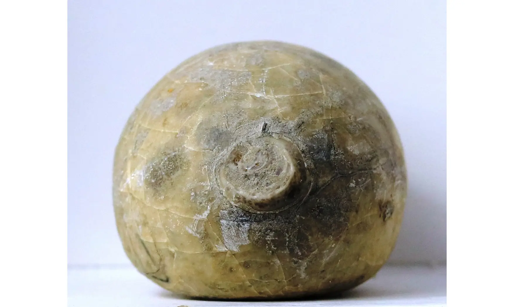 Echinocorys vulgaris