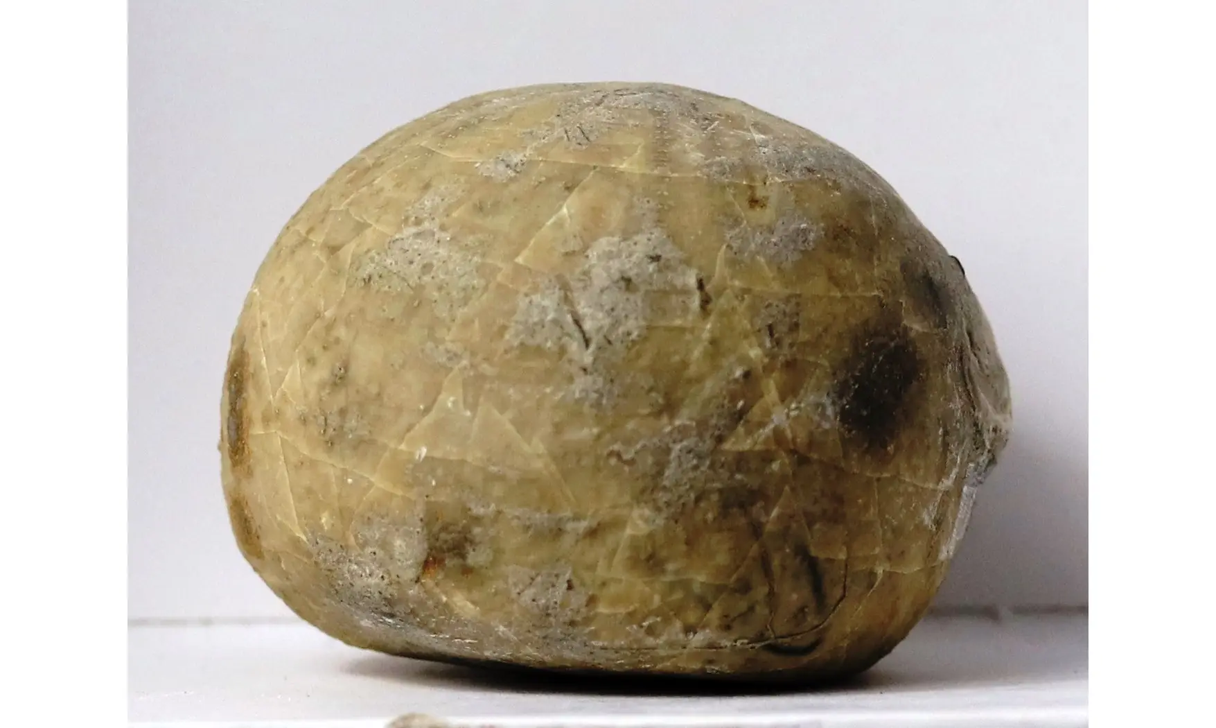 Echinocorys vulgaris