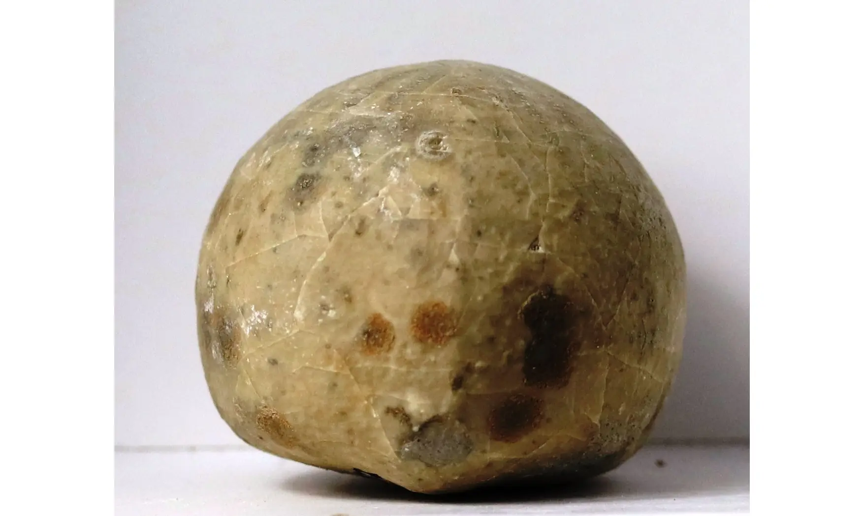 Echinocorys vulgaris