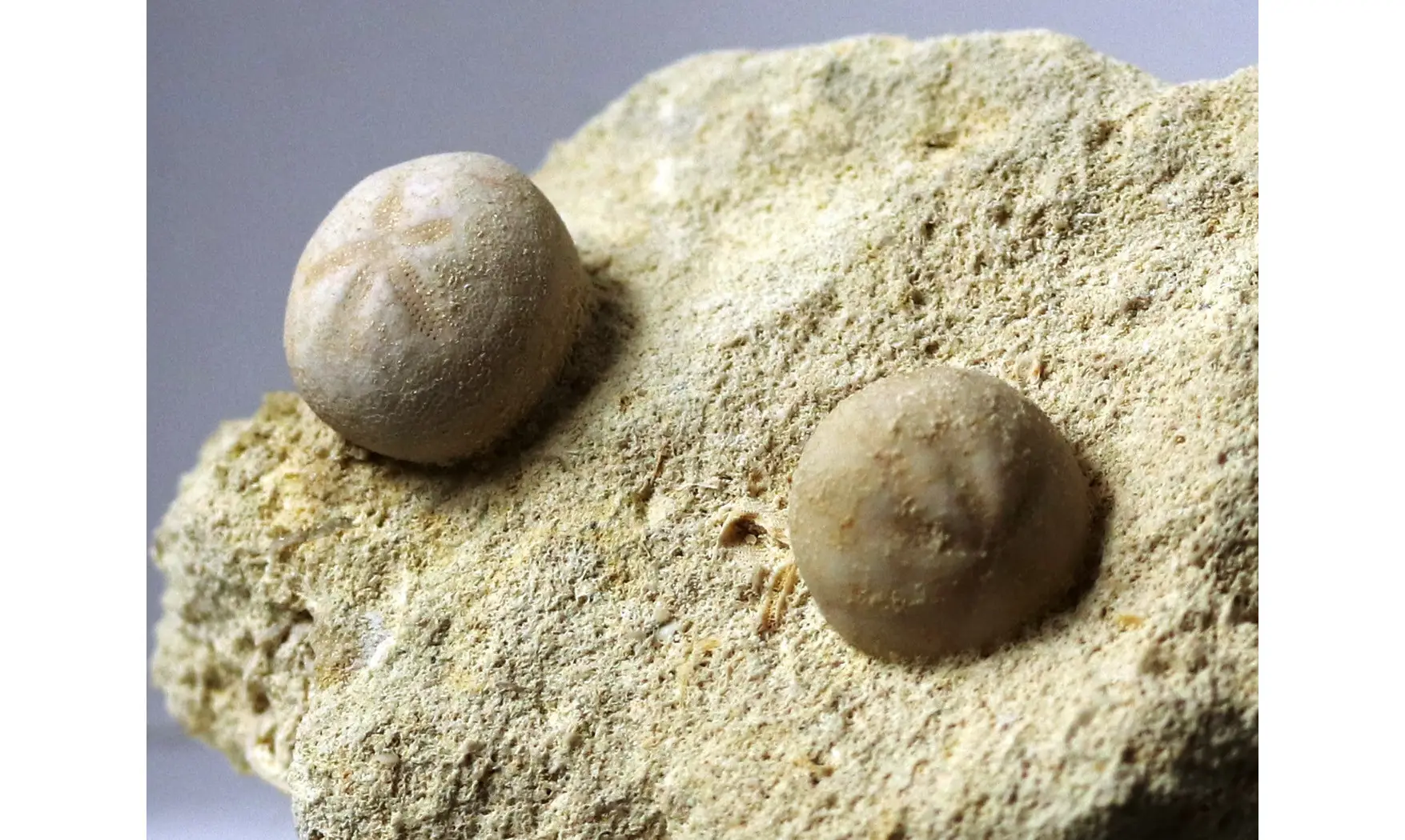 Hemiaster prunella