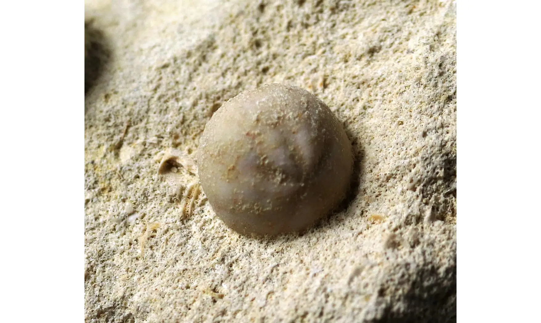 Hemiaster prunella