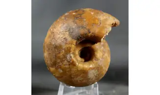 Vascoceras globosum