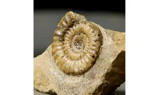 Arnioceras falcaries