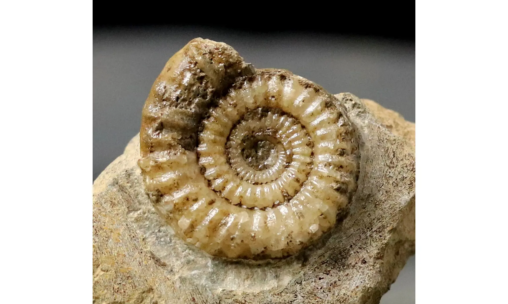 Arnioceras falcaries