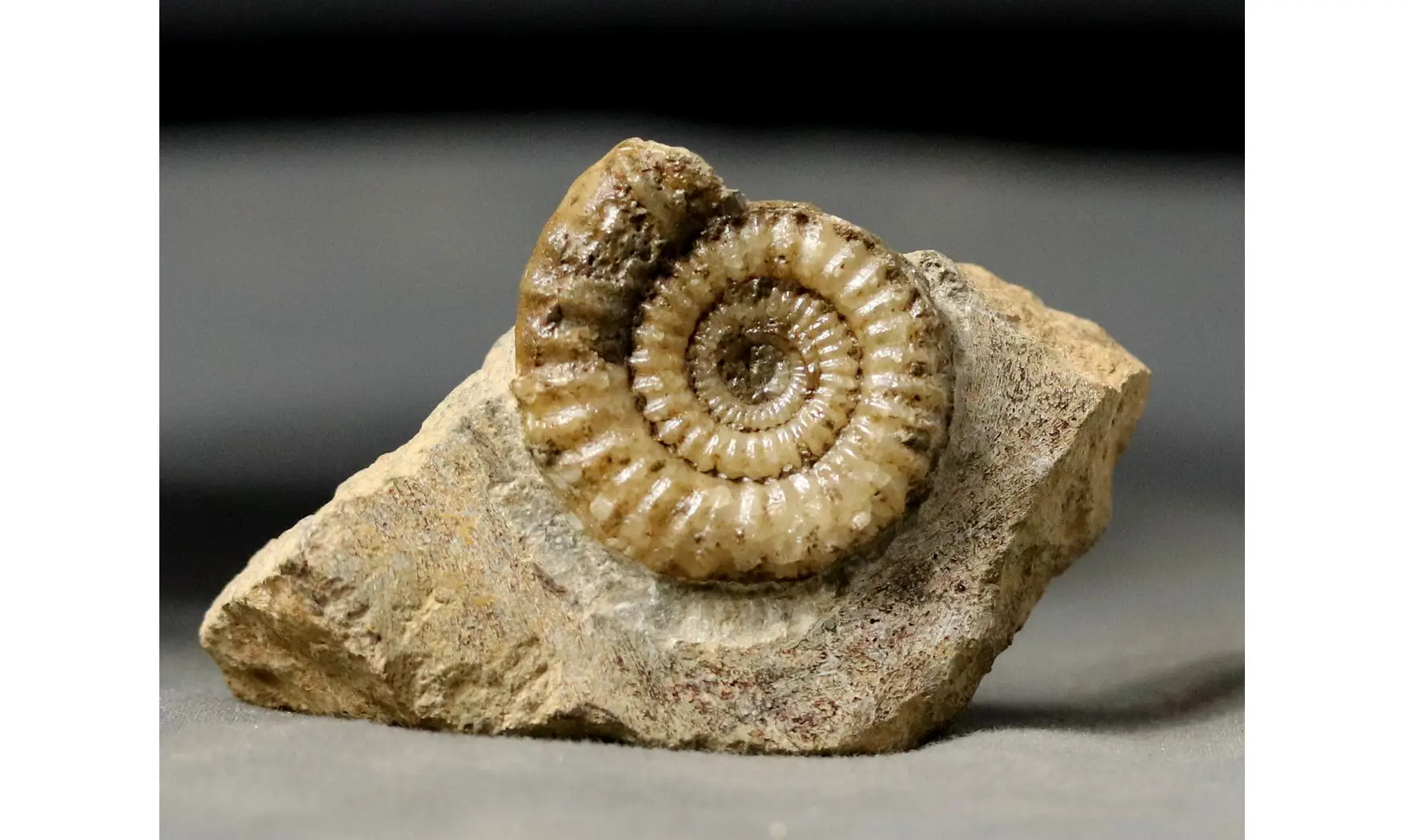 Arnioceras falcaries