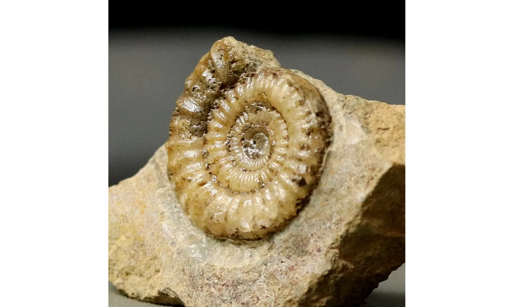 Arnioceras falcaries