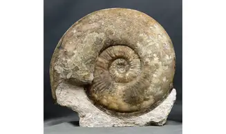 Haugia variabilis