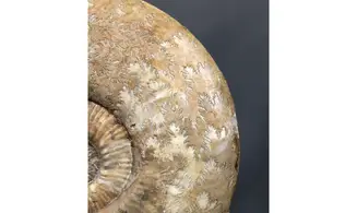 Haugia variabilis
