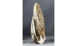 Haugia variabilis