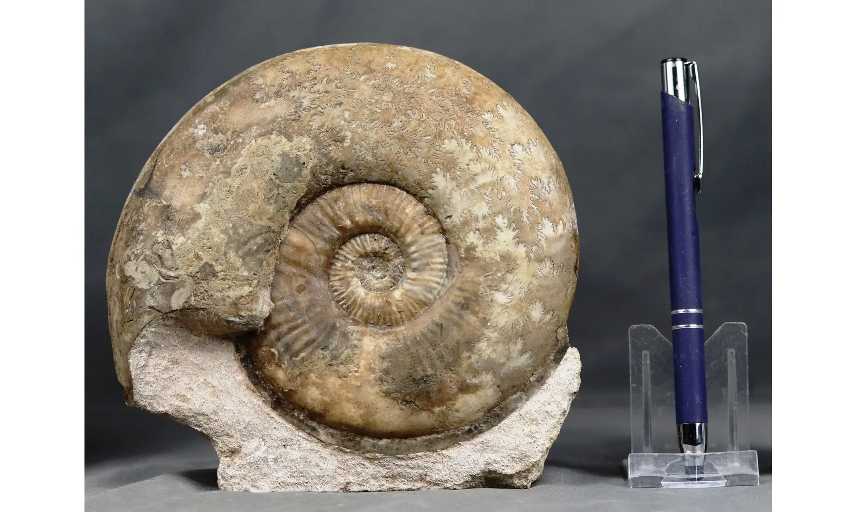 Haugia variabilis