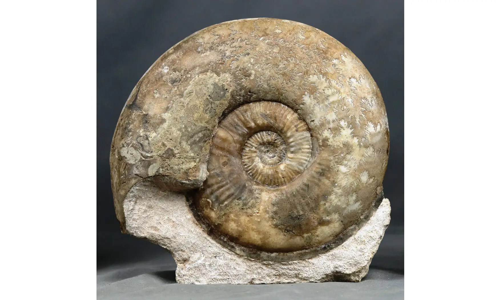 Haugia variabilis