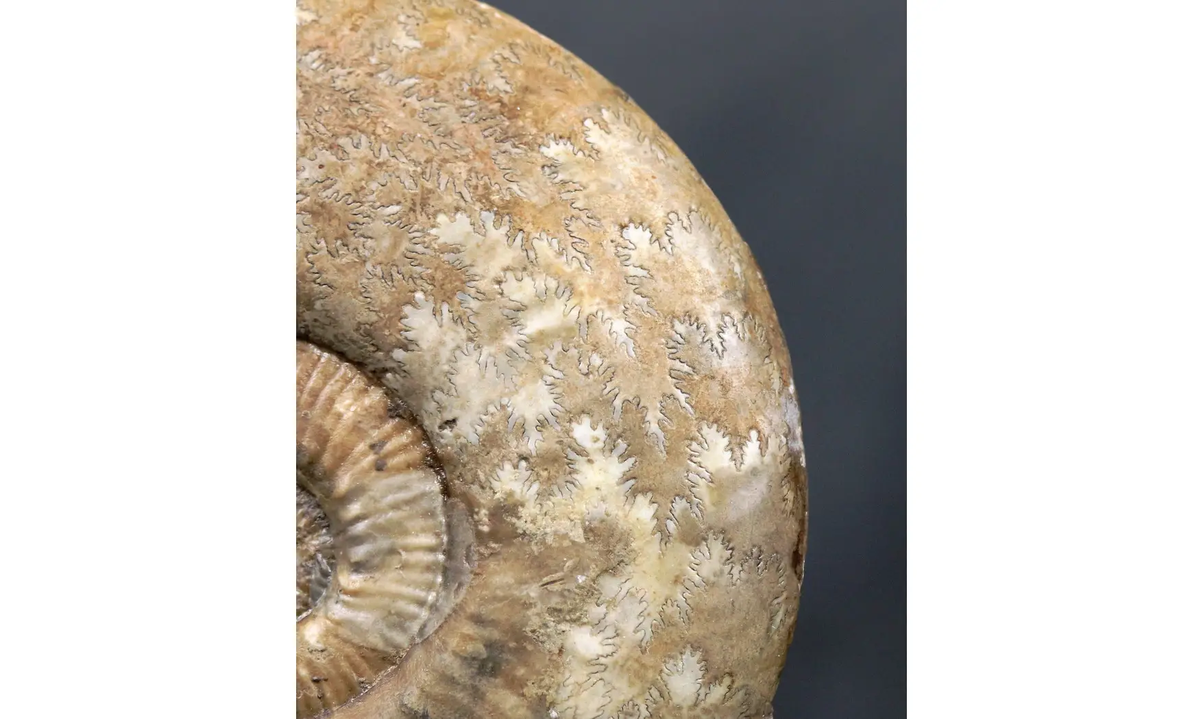 Haugia variabilis