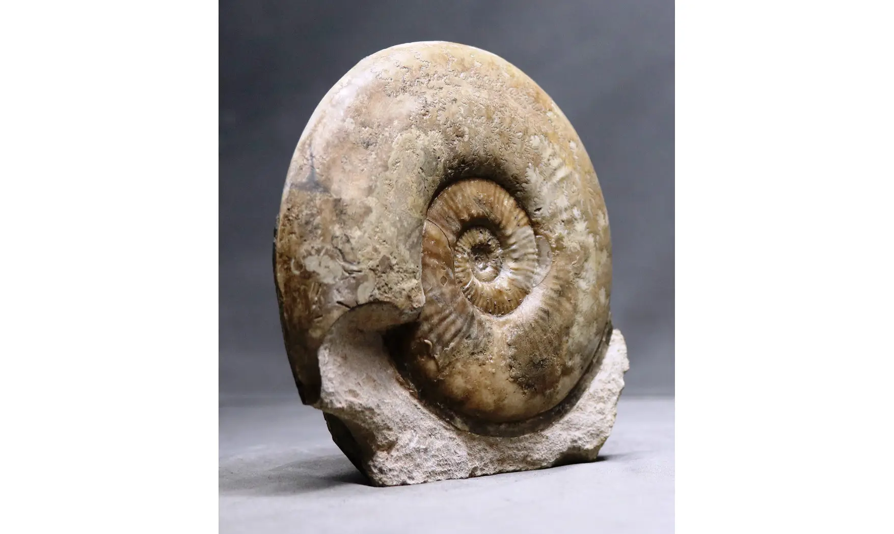 Haugia variabilis