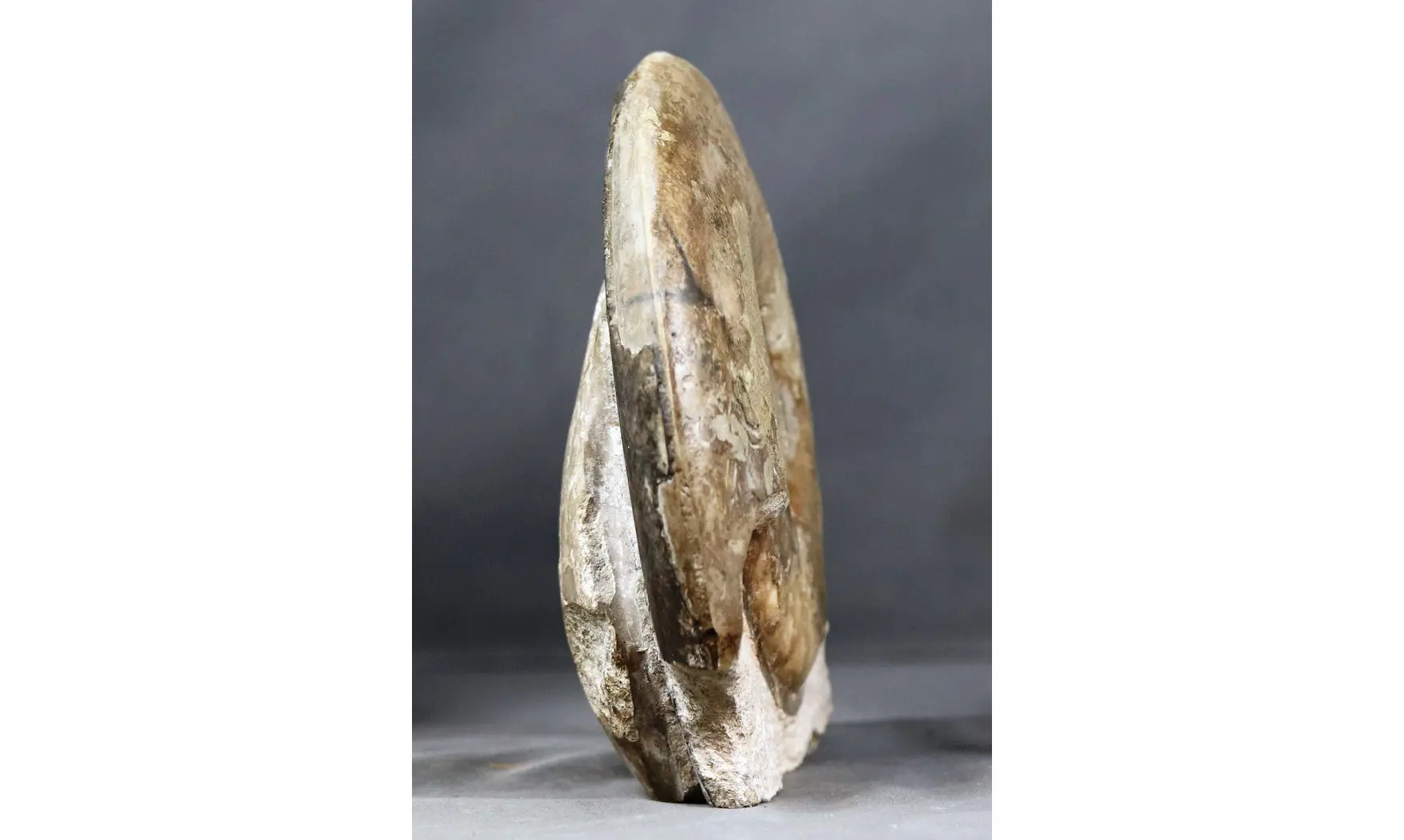 Haugia variabilis