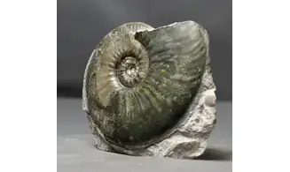 Haugia variabilis