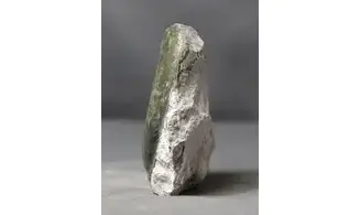 Haugia variabilis