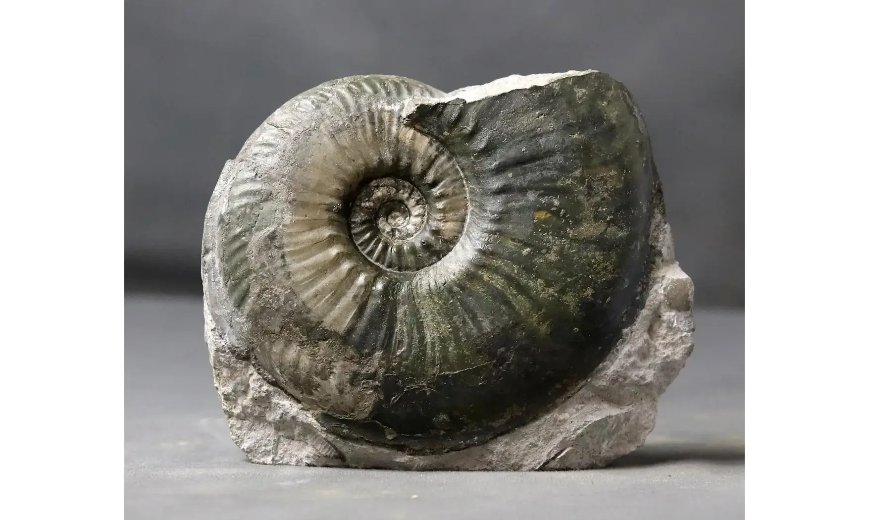 Haugia variabilis