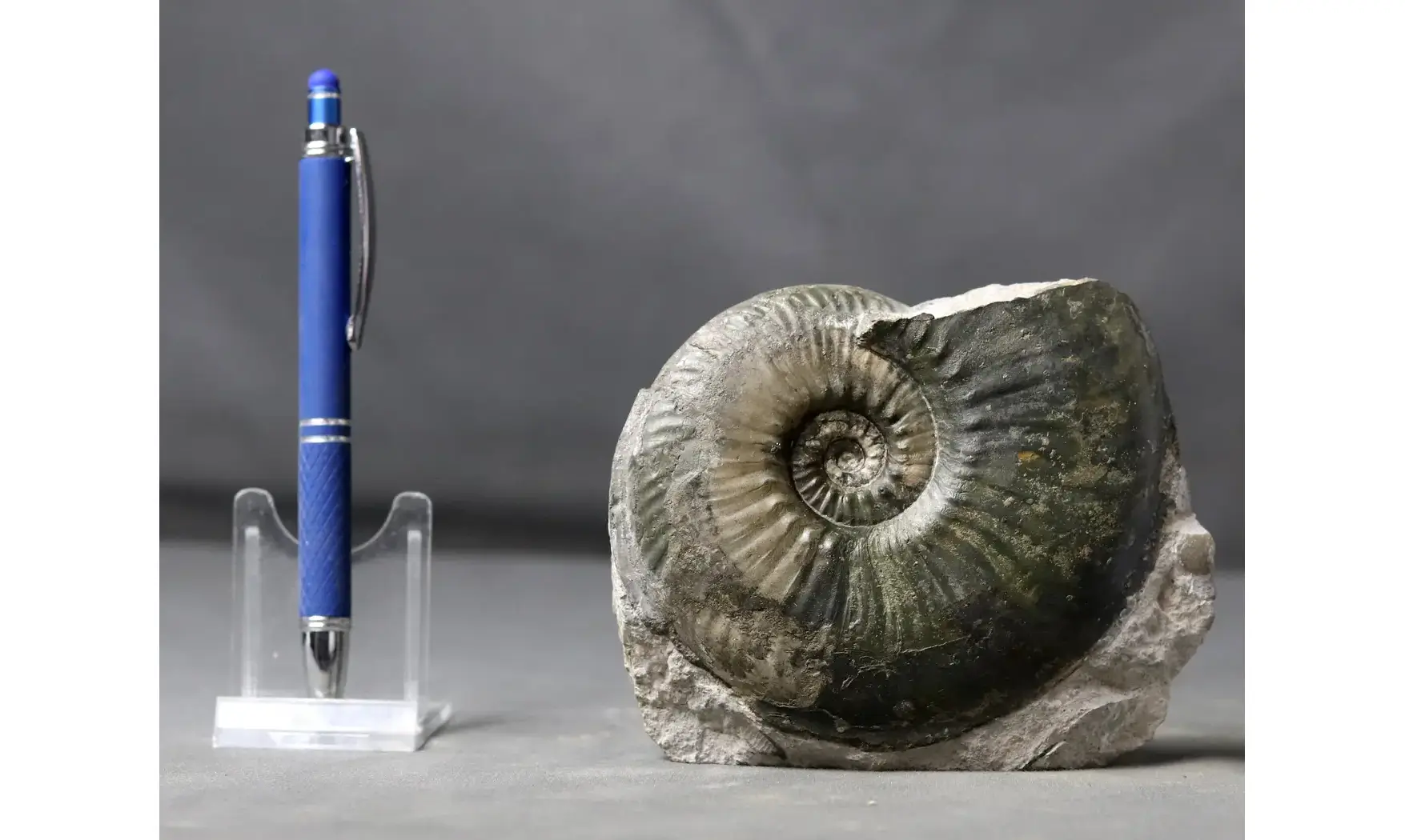 Haugia variabilis