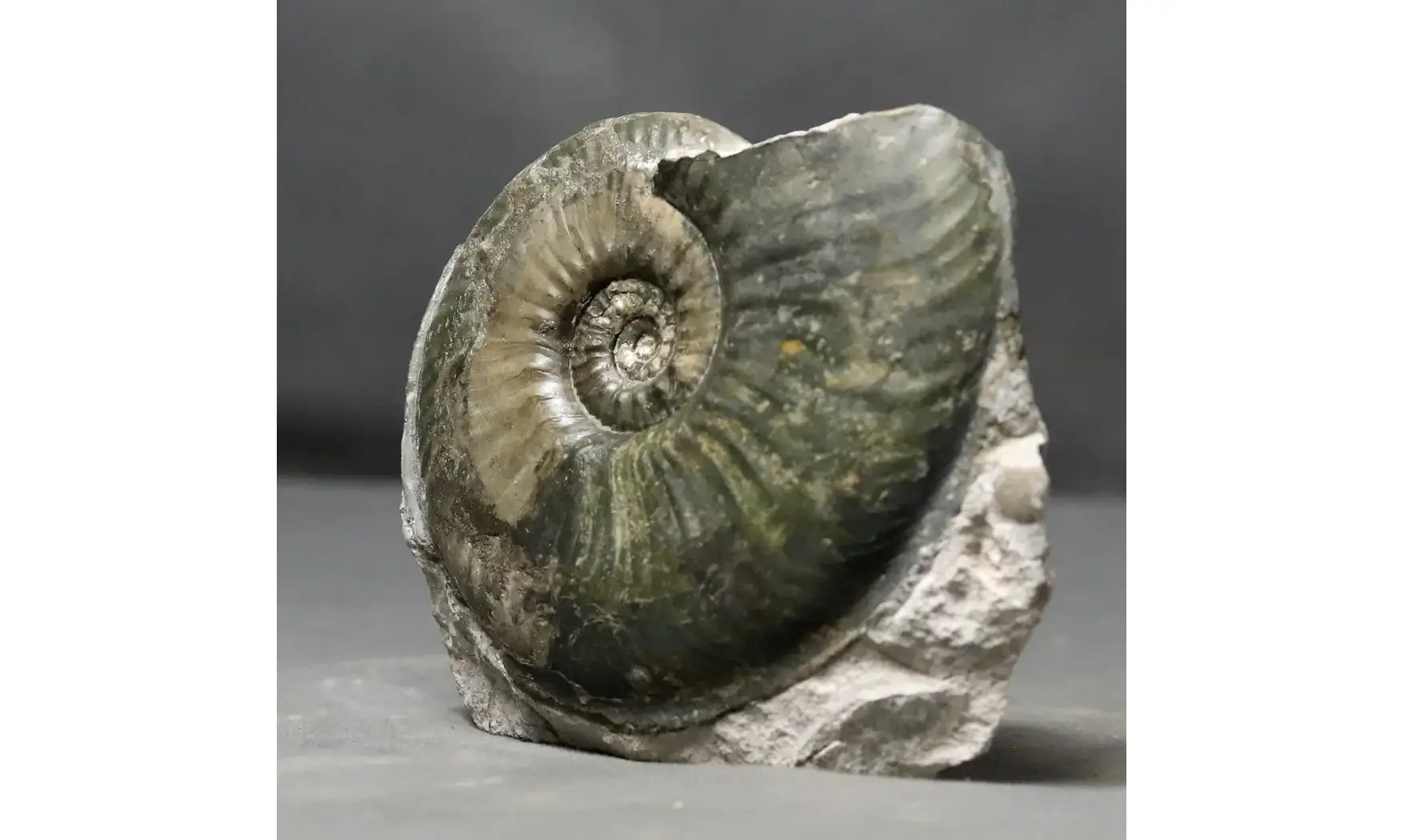 Haugia variabilis