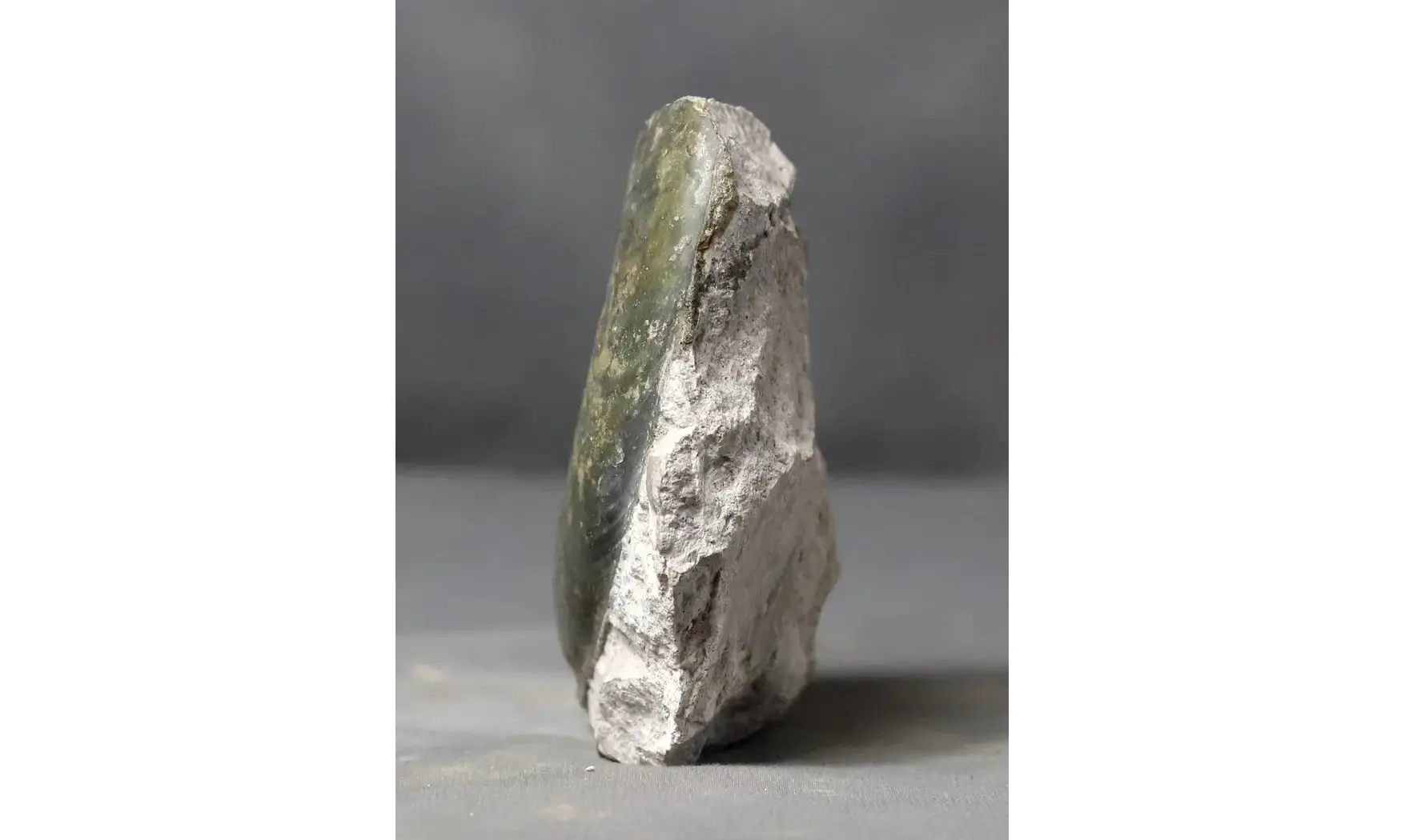 Haugia variabilis