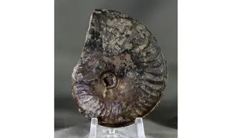 Brasilia decipiformis