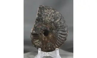 Brasilia decipiformis