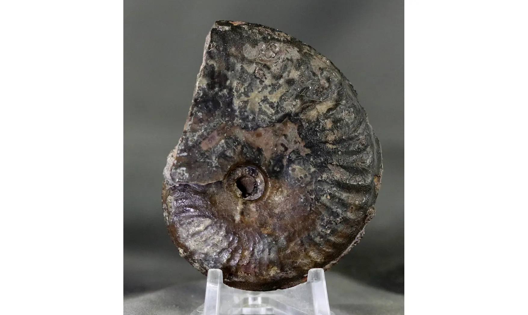 Brasilia decipiformis