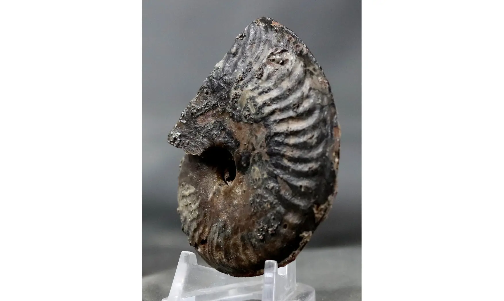 Brasilia decipiformis