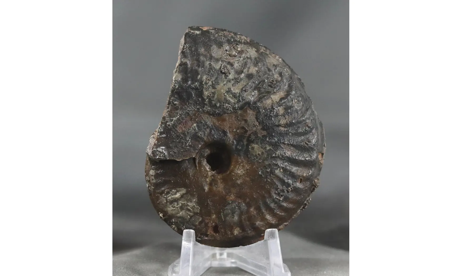 Brasilia decipiformis