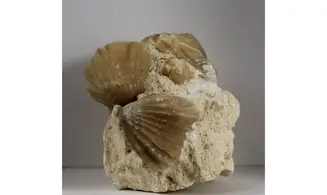 Burmirhynchia decorata