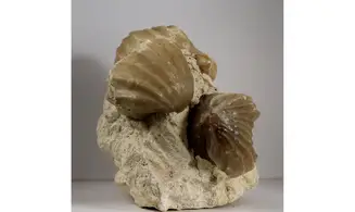 Burmirhynchia decorata