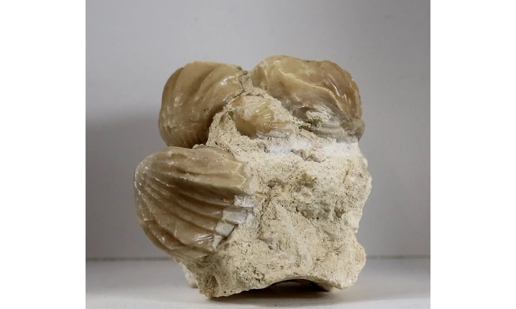 Burmirhynchia decorata